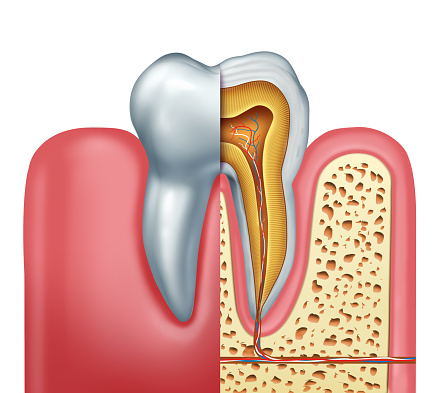 diagram of root canal